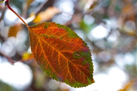 Free Images : tree, nature, branch, sunlight, leaf, flower, autumn, botany, flora, season, close ...