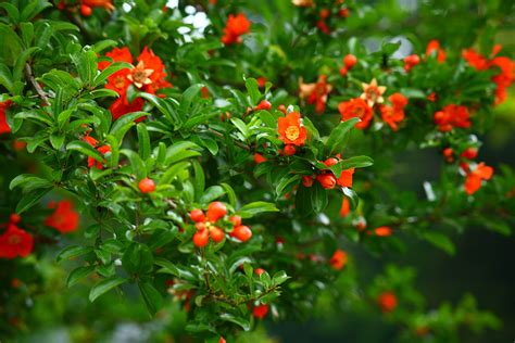 Pomegranate: The pretty blossoms that precede tasty fruits - CGTN