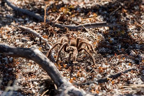 Tarantula Migration in California 2024 - Rove.me