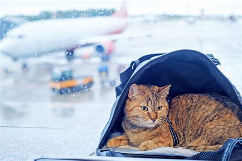 A Guide to Flying With Your Cat on a Plane | Daily Paws