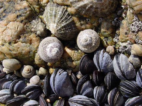 Mytilus edulis | Temperate Reefs - The overlooked reef forming species