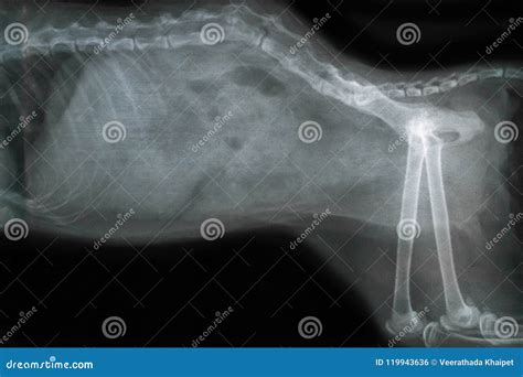 X ray for spine of dog stock photo. Image of healthcare - 119943636