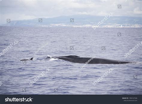 194 Sei Whale Images, Stock Photos & Vectors | Shutterstock