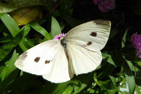 Cabbage butterfly – Mort Bay Community Garden