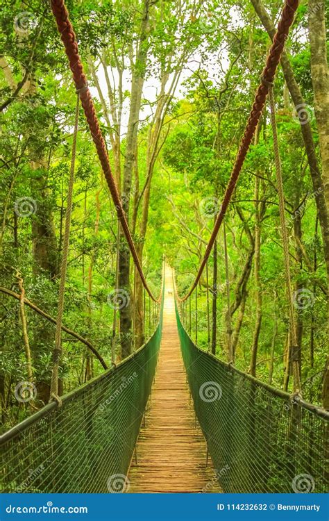 Wooden rope bridge stock photo. Image of monkeyland - 114232632