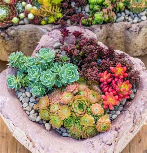 How To Plant Succulents Outdoors In Containers - Outdoor Lighting Ideas