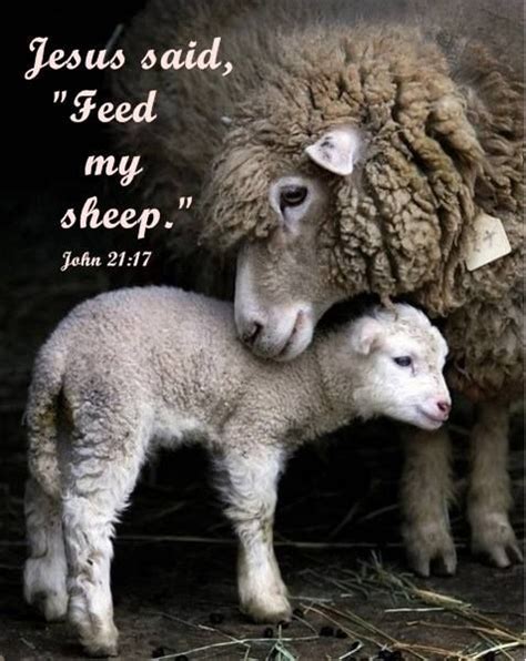 Bible Quotes About Sheep. QuotesGram