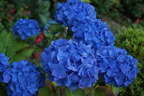 My blue hydrangea | Blue hydrangea, Hydrangea, Plants