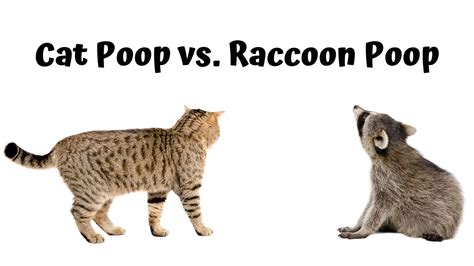 Cat Poop vs. Raccoon Poop: Discover The Differences and Useful Tips - Cat Fur Life