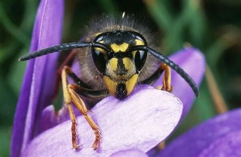 Common Wasp UK Our beautiful Wall Art and Photo Gifts include Framed ...