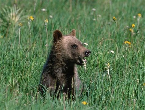 Hibernation: What’s Going on for Grizzly Bears in Winter? - Grizzly ...