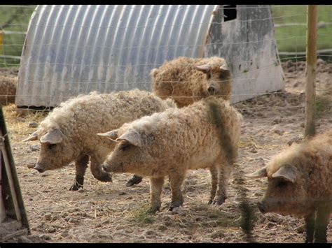 Mangalitsa | Rare breed, Breeds, Animals