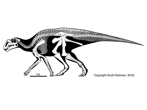 Brachylophosaurus Skeleton