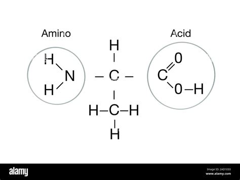 Amino acid structure. Computer illustration showing the molecular structure of a typical amino ...