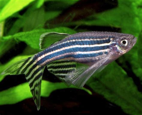 Danio - Zebra Danio Longfin Variety - Arizona Aquatic Gardens