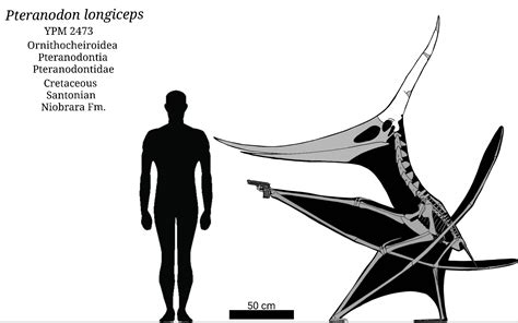 Pteranodon longiceps Skeletal by SassyPaleoNerd on DeviantArt