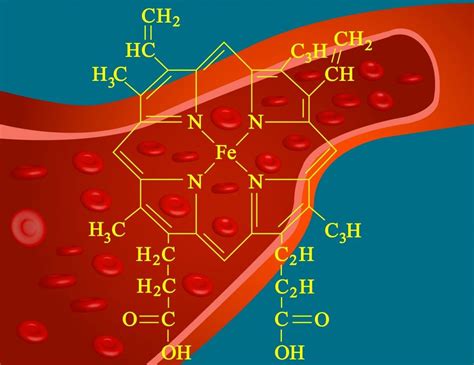 hemoglobin | Biology, Interactive, Synthesis