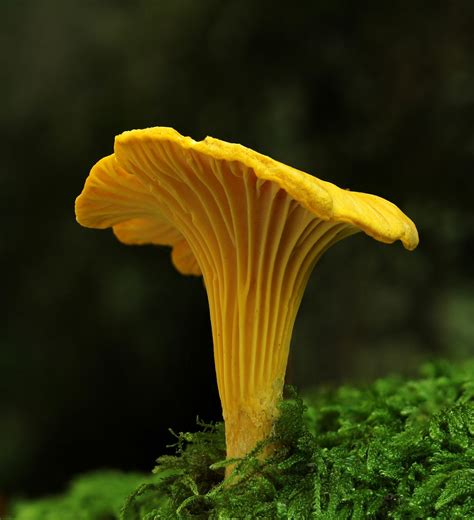 Cantharellus cibarius | Tree mushrooms, Mushroom pictures, Stuffed ...