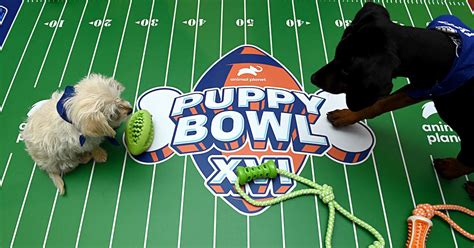 Puppy Bowl Highlights 2023: Adoptable Dogs, Who Won, and More