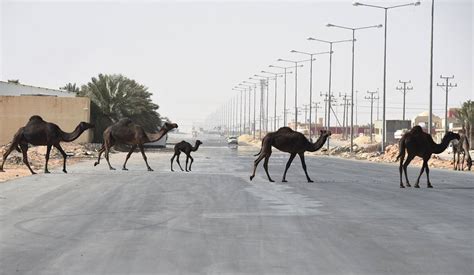 Camels in Saudi Arabia | Saudi Arabia Insider