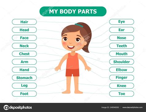 Mijn Lichaamsdelen Anatomie Voor Kinderen Cartoon Vectorillustratie Kaart Voor Steun ...