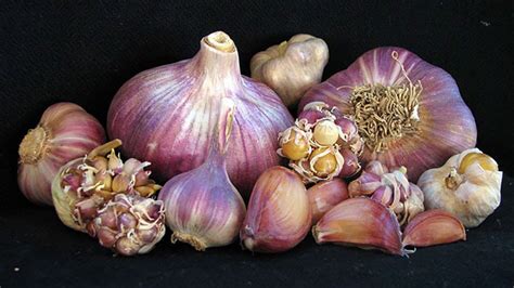 Rocambole German Red Garlic Bulb - Strong and Spicy - 3 Medium Bulbs ...