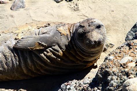 Young Elephant Seal Molting . 7D16091 Photograph by Wingsdomain Art and ...