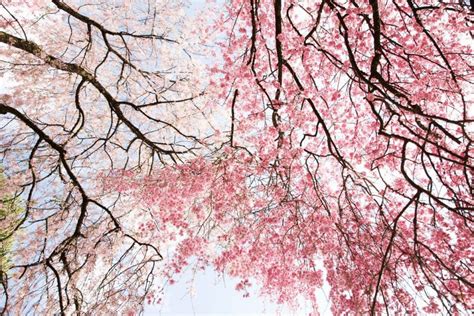 Sakura Flower Meaning: Cherry Blossom Symbolism In Japanese Culture - Plantisima