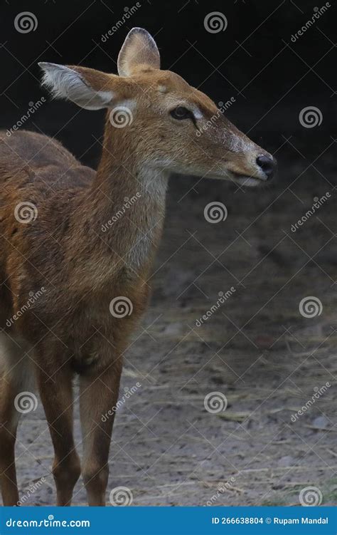 Endangered and Endemic Species, a Female Dancing Deer or Sangai or ...