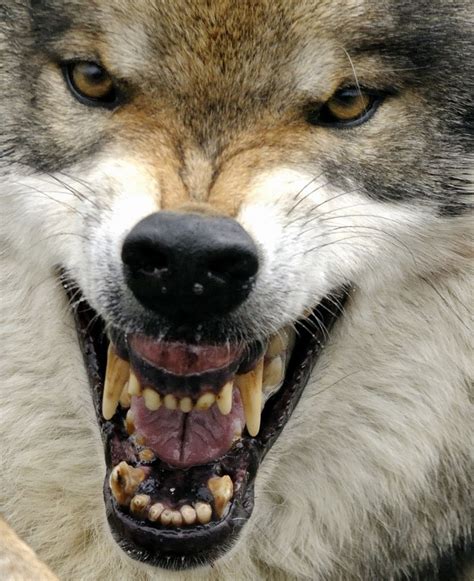 Wolf Facts - Animal Facts Encyclopedia