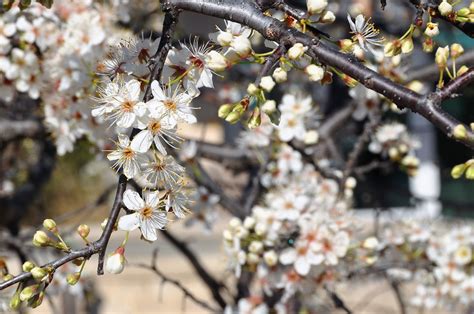 Friends of Hagerman National Wildlife Refuge: June Plant of the Month ...