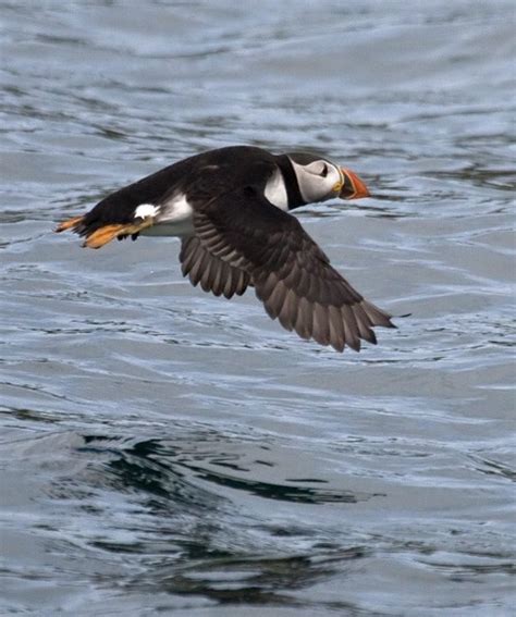 Young Puffins work out their own migration routes - BirdGuides