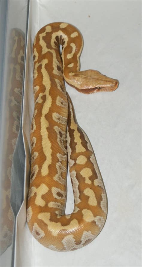 SE England Blood Python Morphs - Reptile Forums