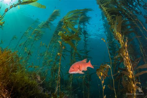 California Kelp Forest at Anacapa Island, United States by Brent Durand