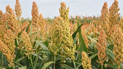 Sorghum Plant