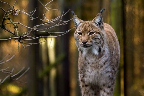 Eurasian lynx | species data, conservation - BigCatsWildCats