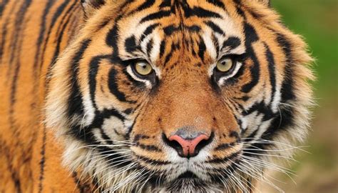 Endangered Sumatran Tigers On Path To Recovery in UNESCO World Heritage ...