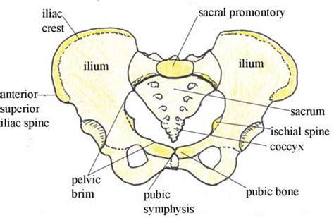 The Pelvic Girdle Structure Function Assessment, 56% OFF