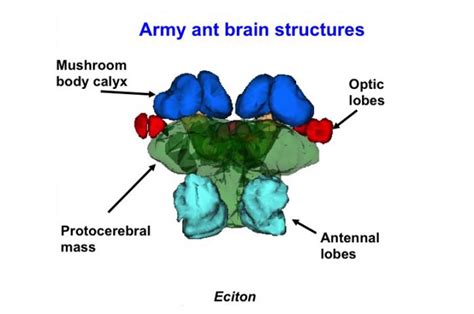 Seeing the light: Army ants evolve to regain sight and more in return to surface | (e) Science News