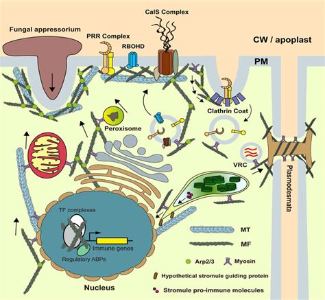 The versatility and involvement of the plant cytoskeleton in immunity.... | Download Scientific ...