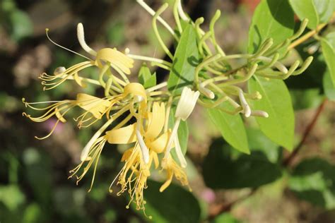 Japanese Honeysuckle Flower - All Things Health