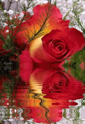 Reflections of a Rose ... | Roses Love Rose, Amazing Flowers, My Flower, Beautiful Roses, Flower ...