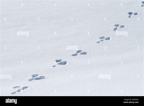 Rabbit tracks in snow, Wallowa County, Oregon Stock Photo - Alamy