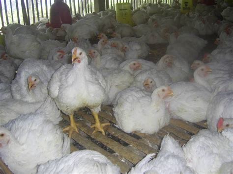 Cara Membuat pakan Ayam Broiler Fermentasi | Beternak dan Bertani Pola HCS