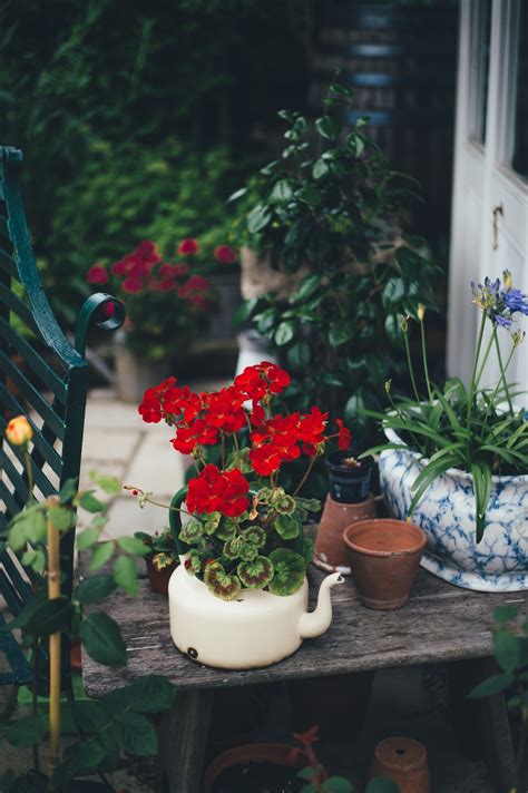 Free Images : plant, spring, green, red, backyard, botany, garden, flora, flower pot, yard ...