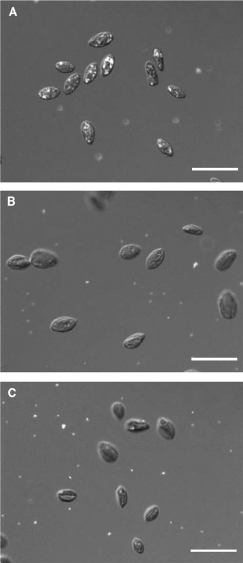 Dynein-2 mutants have varied morphologies. (A and B) DIC microscopy of ...