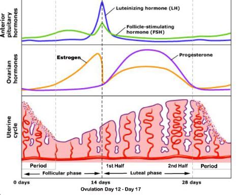 Lengthen your luteal phase - Nicole Jardim