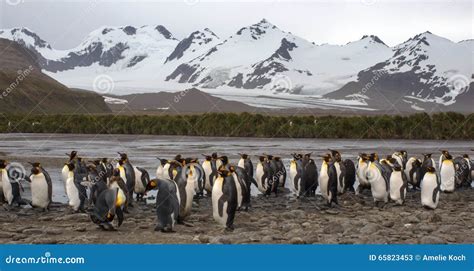 King Penguin Colony in South Georgia Antarctica Stock Image - Image of ...