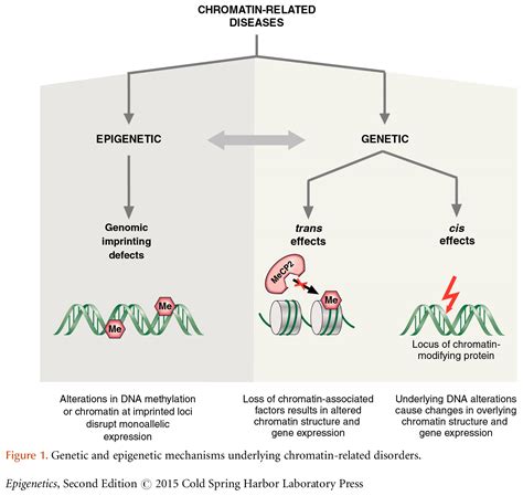 Epigenetics and Human Disease