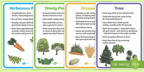 Plant Groups Display Posters (teacher made) - Twinkl